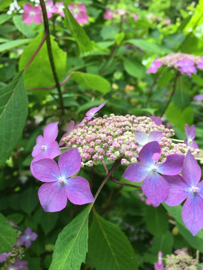 Gallery Nozawa Inn Kyoto Dış mekan fotoğraf